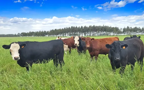 Gados pastando em um campo verde sob céu azul, destacando práticas sustentáveis na cadeia da carne que fortalecem a rastreabilidade e abrem mercados internacionais.
