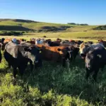 Gado bovino em pastagem verde sob céu claro, na zona rural