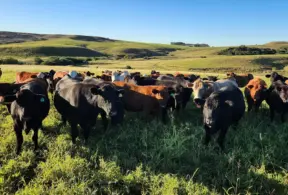 Gado bovino em pastagem verde sob céu claro, na zona rural