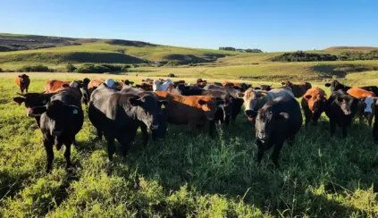 Gado bovino em pastagem verde sob céu claro, na zona rural