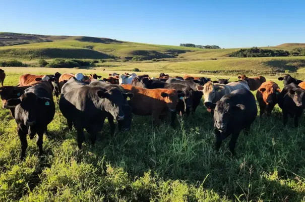 Gado bovino em pastagem verde sob céu claro, na zona rural