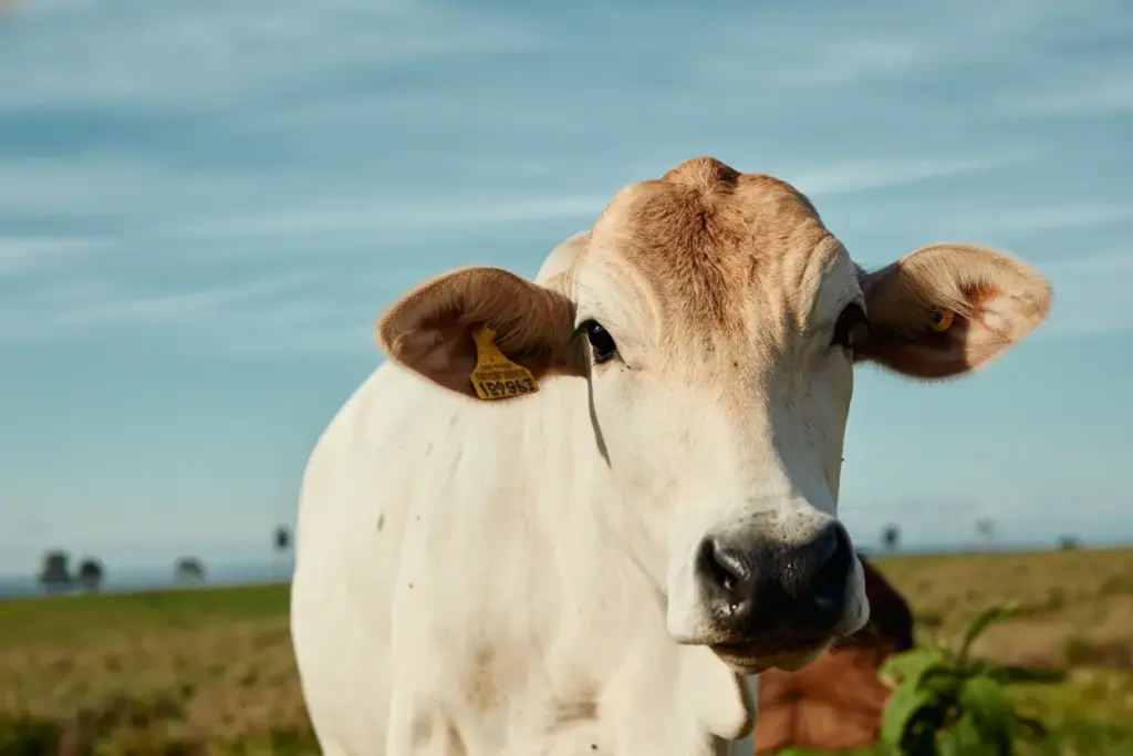 Gado Nelore com chip na orelha esquerda, tecnologia que promove a rastreabilidade em fazenda voltada para pequenos e médios pecuaristas, promovendo qualidade do gado bovino brasileiro.