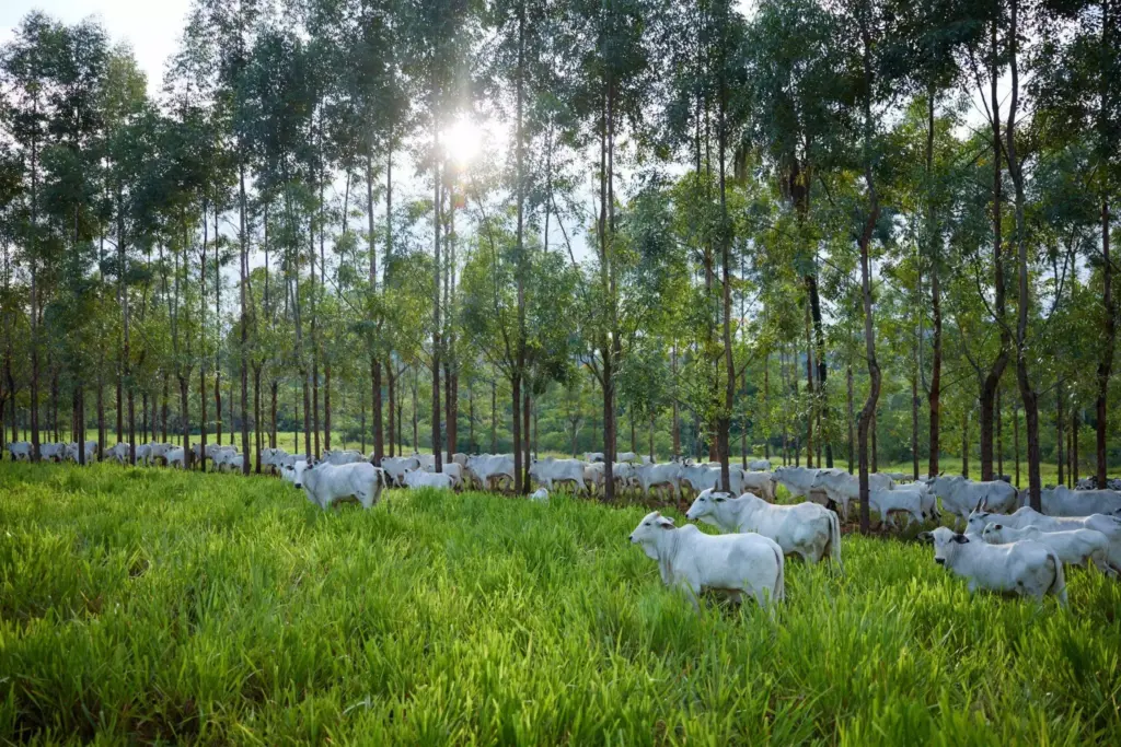 Rebanho de gados Nelore pastando em um campo verde sob árvores, com luz solar ao fundo, destacando a criação de gado Nelore para pecuária.