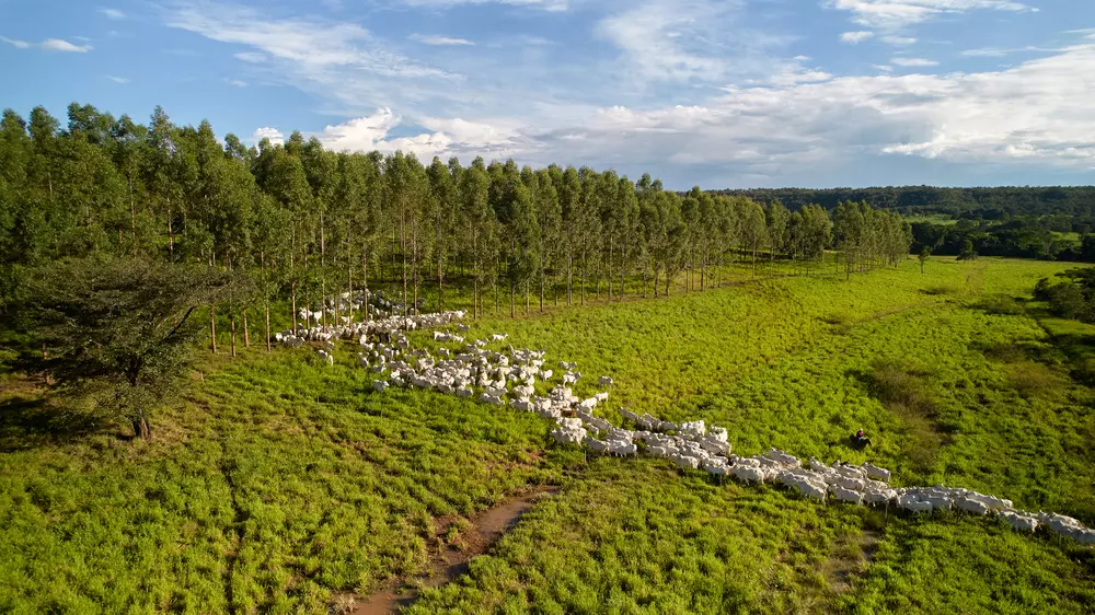 Vista aérea de uma fazenda com integração lavoura-pecuária-floresta (ILPF) com gados Nelore, áreas de plantio, e árvores na paisagem, destacando práticas sustentáveis e créditos de carbono.
