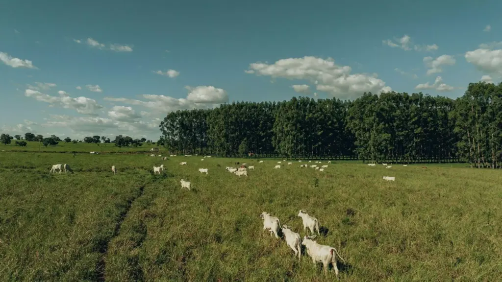 Grande pasto verde com gados nelore andando em fileiras e ao fundo árvores.