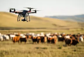 Drones sobrevoando uma fazenda com gado no Brasil, representando soluções sustentáveis para o agronegócio na COP30.