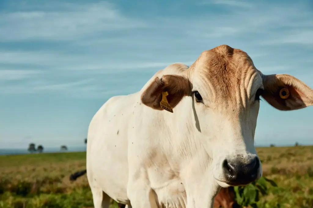 Gado Nelore com identificação por rastreabilidade em campo aberto sob céu claro, destacando tecnologia para rastreamento de animais.