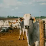 Vaca leiteira em fazenda de criação de gado na arejamento ao céu aberto, com numerosos animais ao fundo, destacando o ambiente rural e o bem-estar animal.