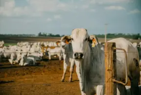 Vaca leiteira em fazenda de criação de gado na arejamento ao céu aberto, com numerosos animais ao fundo, destacando o ambiente rural e o bem-estar animal.