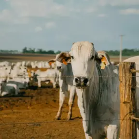 Vaca leiteira em fazenda de criação de gado na arejamento ao céu aberto, com numerosos animais ao fundo, destacando o ambiente rural e o bem-estar animal.
