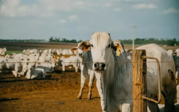 Vaca leiteira em fazenda de criação de gado na arejamento ao céu aberto, com numerosos animais ao fundo, destacando o ambiente rural e o bem-estar animal.