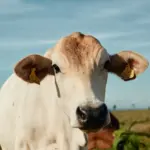Gado Nelore com chip na orelha esquerda, tecnologia que promove a rastreabilidade e sustentabilidade, para ilustrar matéria sobrw o papel do Brasil na segurança alimentar global