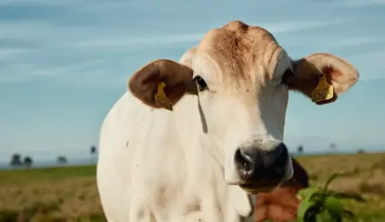 Gado Nelore com chip na orelha esquerda, tecnologia que promove a rastreabilidade e sustentabilidade, para ilustrar matéria sobrw o papel do Brasil na segurança alimentar global