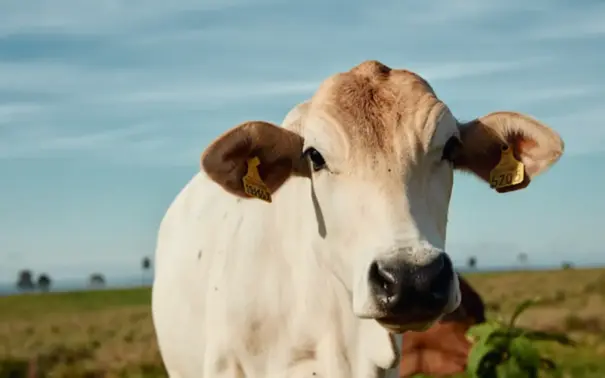 Gado Nelore com chip na orelha esquerda, tecnologia que promove a rastreabilidade e sustentabilidade, para ilustrar matéria sobrw o papel do Brasil na segurança alimentar global