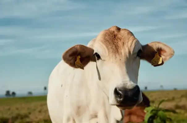 Gado Nelore com chip na orelha esquerda, tecnologia que promove a rastreabilidade e sustentabilidade, para ilustrar matéria sobrw o papel do Brasil na segurança alimentar global