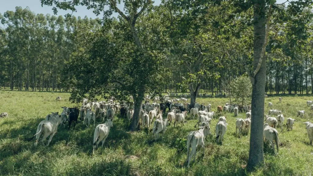 Gados caminhando em um pasto integrado com vegetação florestal ao lado.