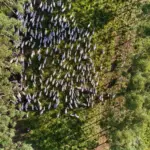 Um rebanho de gado branco caminhando por uma área de mata e pasto, cercados por vegetação verde exuberante, em um ambiente rural.