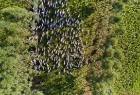 Um rebanho de gado branco caminhando por uma área de mata e pasto, cercados por vegetação verde exuberante, em um ambiente rural.