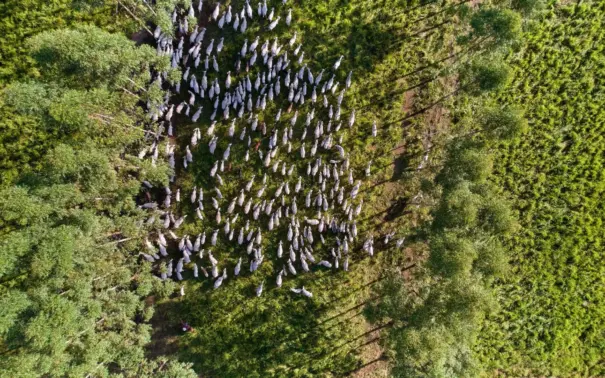 Um rebanho de gado branco caminhando por uma área de mata e pasto, cercados por vegetação verde exuberante, em um ambiente rural.