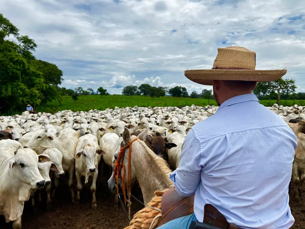 Man mounting a horse while watching a cattle herd in open field under a cloudy sky on the farm.