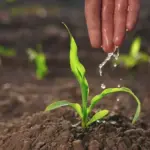 Uma mão regando uma jovem planta que representa crescimento e inovação, simbolizando investimentos em capital de risco para startups e negócios inovadores.