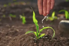 Uma mão regando uma jovem planta que representa crescimento e inovação, simbolizando investimentos em capital de risco para startups e negócios inovadores.