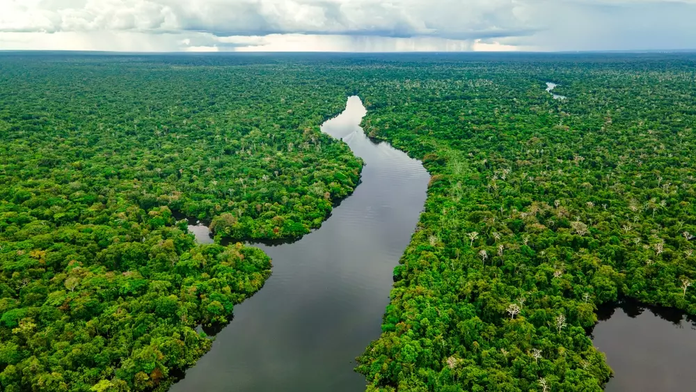 A vast Amazon forest with a river winding through it, highlighting the beauty of nature and the importance of preserving the Amazon.