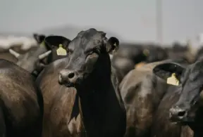 Rebanho em um ambiente de fazenda, indicando produção de carne