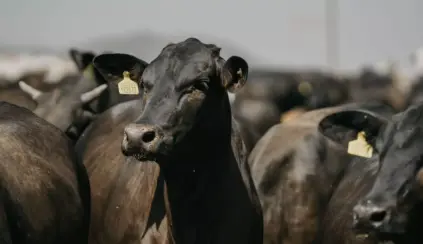 Rebanho em um ambiente de fazenda, indicando produção de carne