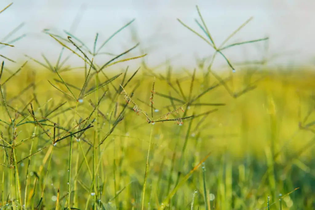 Insetos e plantas em um ambiente natural, destacando a importância do bem-estar animal para a preservação da fauna e flora.