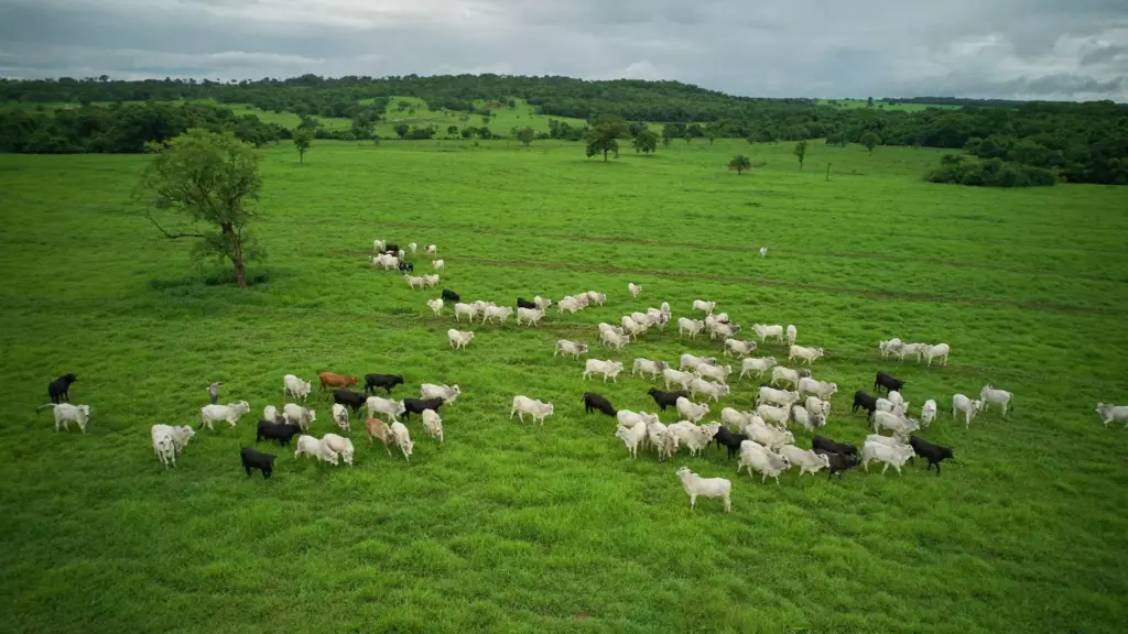 Bovinos de diferentes cores em um campo verde exuberante sob céu nublado, simbolizando bem-estar animal e cuidados com a sustentabilidade na agropecuária.