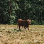 Um boi em um campo aberto rodeado por árvores, relacionada ao tema PNIB