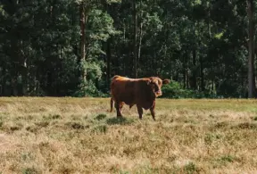 Um boi em um campo aberto rodeado por árvores, relacionada ao tema PNIB