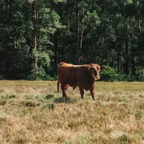 Um boi em um campo aberto rodeado por árvores, relacionada ao tema PNIB