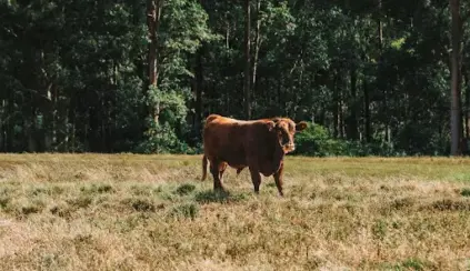 Um boi em um campo aberto rodeado por árvores, relacionada ao tema PNIB