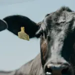 Primeiro plano de um boi com selo de rastreabilidade de carne bovina, destacando a importância da rastreabilidade para garantir qualidade e segurança.