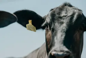 Primeiro plano de um boi com selo de rastreabilidade de carne bovina, destacando a importância da rastreabilidade para garantir qualidade e segurança.