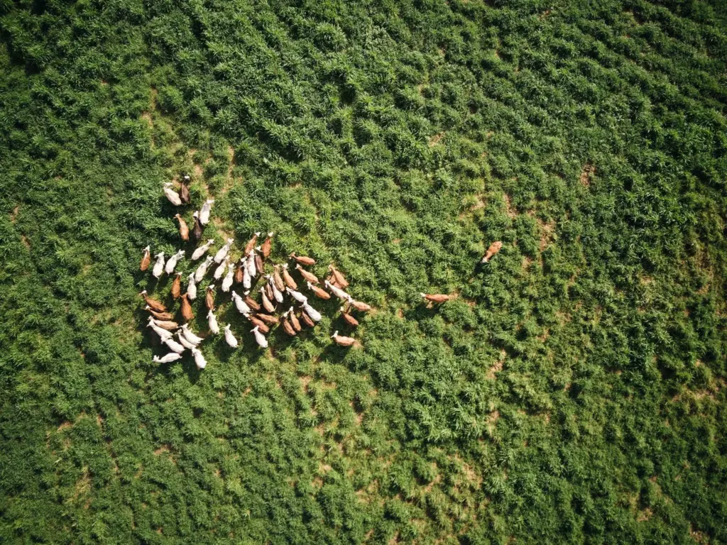 Drone sobrevoando campo de pastagem com gado, mostrando a aplicação de tecnologia na gestão de lavouras para otimizar a produção e monitorar a saúde do ecossistema.