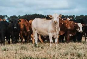 Grupo de bois em pasto no campo, com destaque para um boi branco ao centro, cercado por outros bois de diferentes cores em um ambiente rural ao ar livre.