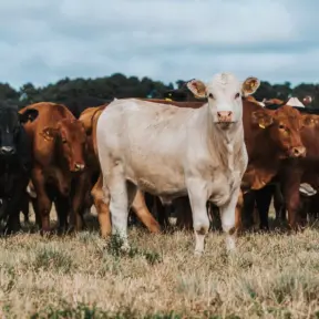 Grupo de bois em pasto no campo, com destaque para um boi branco ao centro, cercado por outros bois de diferentes cores em um ambiente rural ao ar livre.
