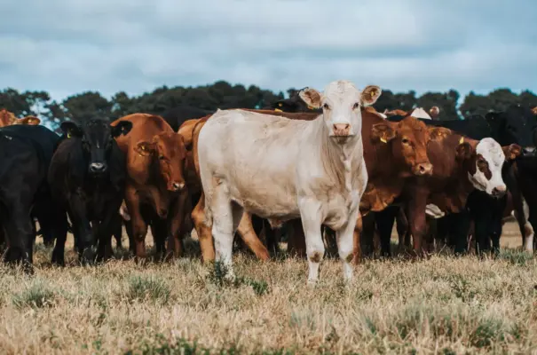 Grupo de bois em pasto no campo, com destaque para um boi branco ao centro, cercado por outros bois de diferentes cores em um ambiente rural ao ar livre.