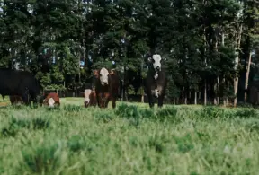 Vacas felizes e saudáveis descansando em um campo verde cercado por árvores, promovendo o bem-estar animal e a preservação da natureza.
