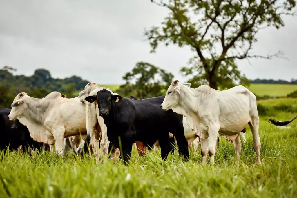 Vacas pastando em campo verde, representando o bem-estar animal e a importância do cuidado com os animais de fazenda.