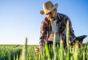 Homem agricultor inspecionando plantações de trigo na fazenda sob céu azul claro, usando chapéu de palha e camisa xadrez, em uma manhã ensolarada.