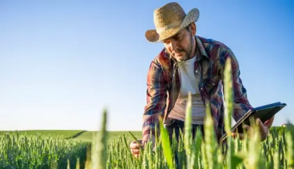 Homem agricultor inspecionando plantações de trigo na fazenda sob céu azul claro, usando chapéu de palha e camisa xadrez, em uma manhã ensolarada.