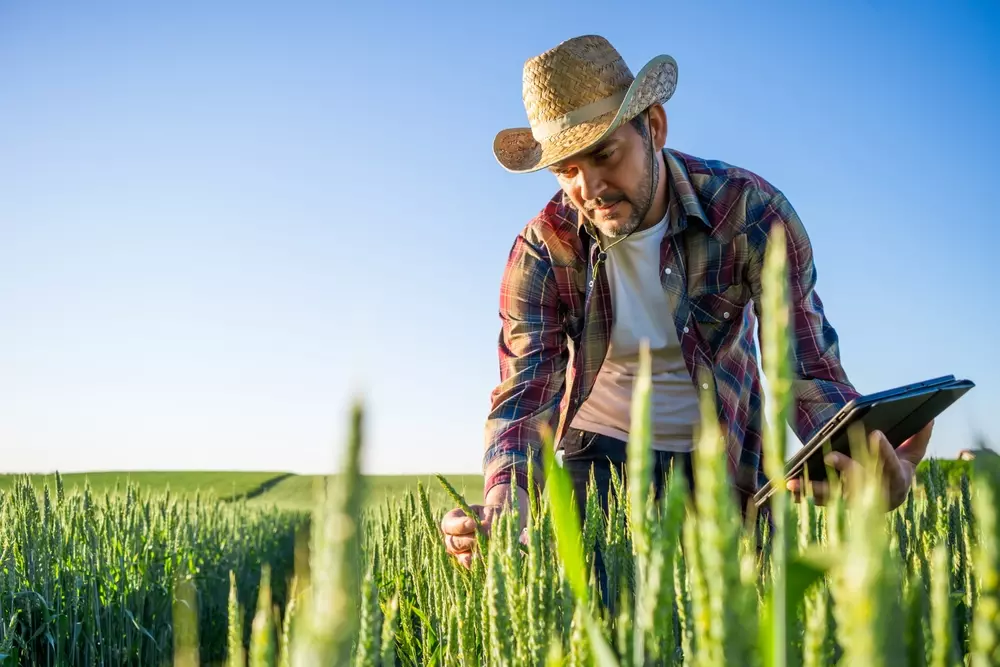Homem agricultor inspecionando plantações de trigo na fazenda sob céu azul claro, usando chapéu de palha e camisa xadrez, em uma manhã ensolarada.