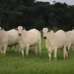 Gados pastando em um campo verde, simbolizando o ciclo do metano na produção de biogás e sustentabilidade ambiental