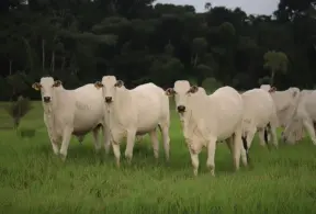 Gados pastando em um campo verde, simbolizando o ciclo do metano na produção de biogás e sustentabilidade ambiental