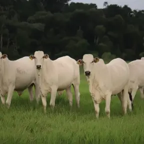 Gados pastando em um campo verde, simbolizando o ciclo do metano na produção de biogás e sustentabilidade ambiental