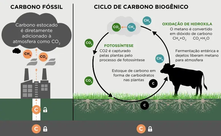 Ilustração do ciclo do carbono, comparando as emissões de carbono fóssil e o ciclo de carbono biogênico, com foco nas emissões de metano na pecuária.